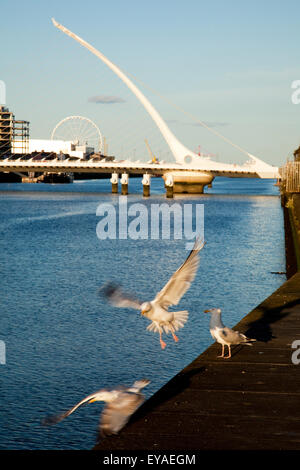 Les oiseaux sur la jetée avec le Samuel Beckett Bridge sur la rivière Liffey, Dublin, County Dublin, Irlande Banque D'Images