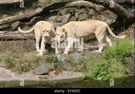 Paire de lions blancs juvéniles (Panthera leo Krugeri) Banque D'Images