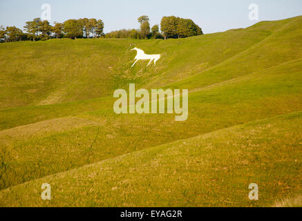 Cheval blanc dans l'escarpement de craie Winfield, pente Wiltshire, Angleterre, Royaume-Uni datant de 1780 Banque D'Images