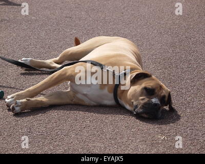 St Anne's, Lancashire, Royaume-Uni. C'est juste trop pour ce Mâtin de l'Afrique du Sud, un boerboel, au cours de kite festival. Banque D'Images