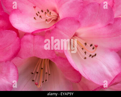 Fleurs de Rhododendron Banque D'Images