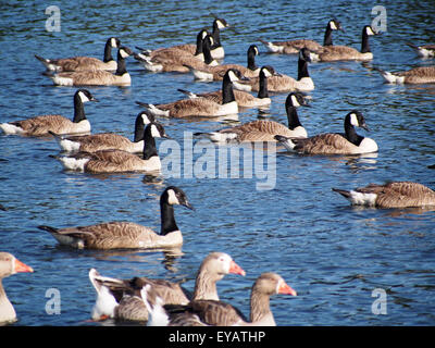 Vue rapprochée d'un groupe d'oies et de canards nageant ensemble sur l'eau bleu vif Banque D'Images