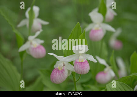 Showy (Cypripedium reginae) Banque D'Images