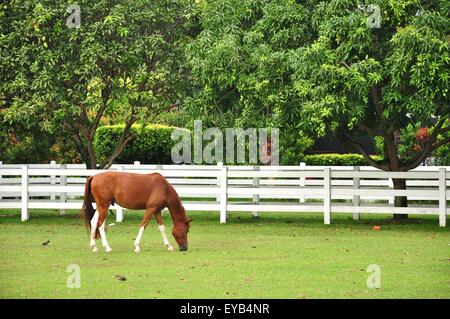 Le cheval brun est l'herbe de pâturage à l'intérieur de l'étable de Titiwangsa Lake Garden en Malaisie Banque D'Images