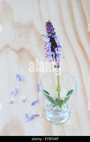 L'apocyn Plectranthus caninus, Colues canina fleur dans un verre sur une planche en bois Banque D'Images