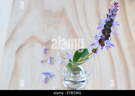 L'apocyn Plectranthus caninus, Colues canina flowerin un verre sur une planche en bois Banque D'Images