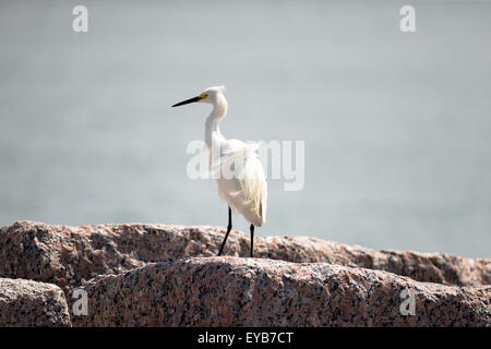 Aigrette neigeuse, a bright white plum et pieds jaunes Banque D'Images