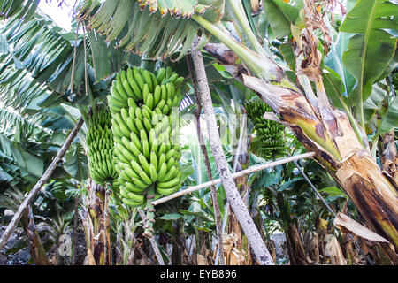 Les bananes de plus en La Palma Banque D'Images