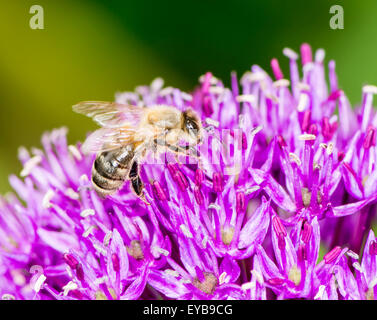 Collecing Bee pollen sur un géant violet fleur d'oignon (Allium Giganteum) Banque D'Images