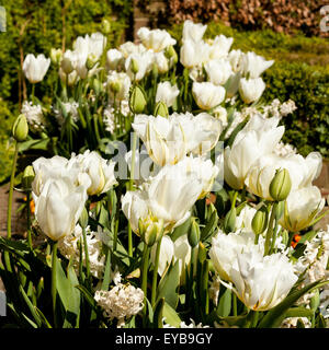 Tulipes et jacinthes blanches Banque D'Images