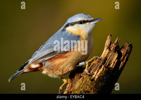 Oiseau Sittelle (Sitta Europaea) Banque D'Images