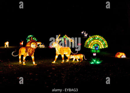 Fête des lumières il y a à voir des photos d'animaux Banque D'Images