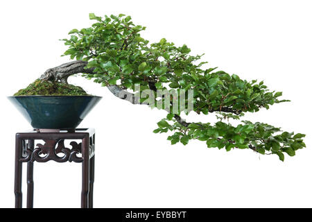 Isolé blanc hêtre (Fagus sylvatica) comme arbre de bonzaies Banque D'Images