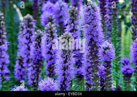 Gayfeather violet fleurs Banque D'Images