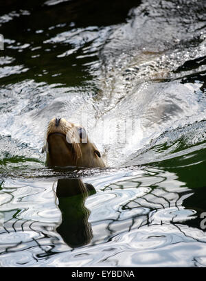 Copenhague, Danemark. Le 13 juillet, 2015. Un joint dans le zoo de Copenhague, Danemark, 13 juillet 2015. Photo : Thomas Eisenhuth/DPA - PAS DE FIL - SERVICE/dpa/Alamy Live News Banque D'Images