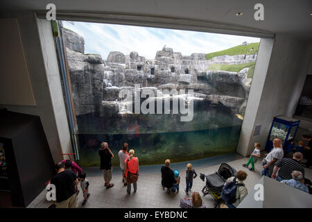 Copenhague, Danemark. Le 13 juillet, 2015. Les visiteurs et invités dans le zoo de Copenhague, Danemark, 13 juillet 2015. Photo : Thomas Eisenhuth/DPA - PAS DE FIL - SERVICE/dpa/Alamy Live News Banque D'Images