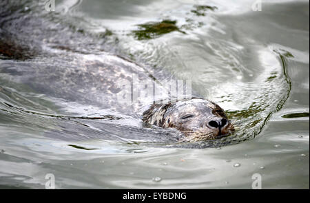 Copenhague, Danemark. Le 13 juillet, 2015. Un joint dans le zoo de Copenhague, Danemark, 13 juillet 2015. Photo : Thomas Eisenhuth/DPA - PAS DE FIL - SERVICE/dpa/Alamy Live News Banque D'Images