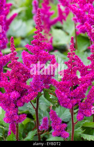 Fleurs rose-rouge à plumes d'Astilbe chinensis var. taquetii 'Vision in Red' Banque D'Images