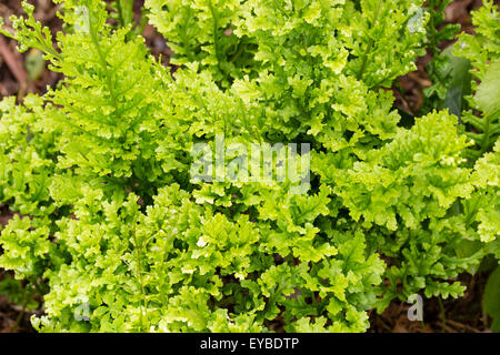 Couper finement des frondes de la variété foliacé UK, fougère indigènes Polypodium vulgare 'Foliosum Clapham' Banque D'Images