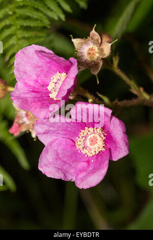 Fleurs d'été de la floraison mauve, framboise Rubus odoratus Banque D'Images