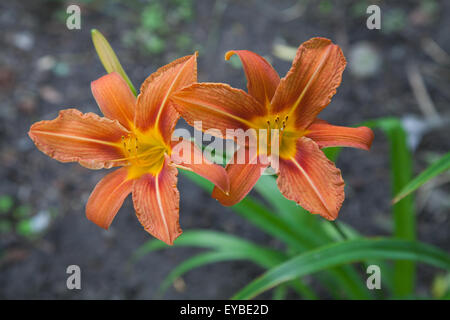 Hemerocallis fulva Banque D'Images