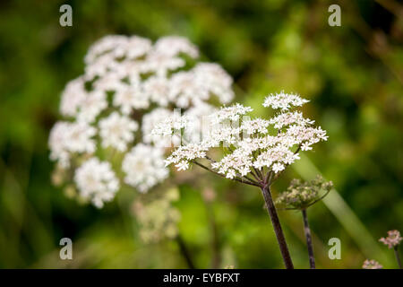 La berce du Caucase. Heracleum mantegazzianum. Récemment dans l'actualité de l'avise les personnes que sap dangereuses provoque des brûlures un ampoules Banque D'Images