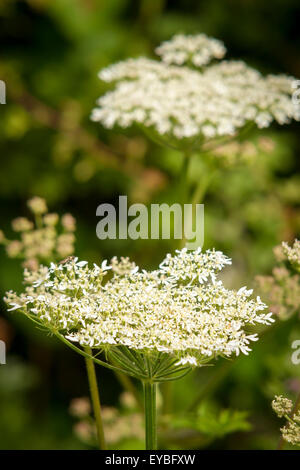 La berce du Caucase. Heracleum mantegazzianum. Récemment dans l'actualité de l'avise les personnes que sap dangereuses provoque des brûlures un ampoules Banque D'Images