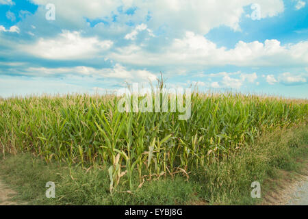 Champ de maïs avec ciel bleu et nuages Banque D'Images