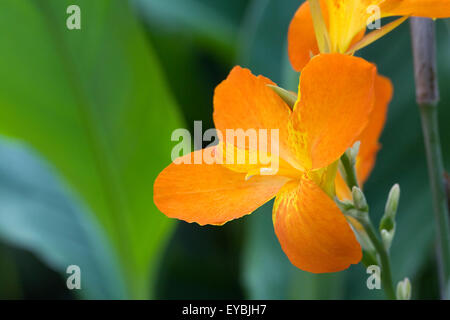 Canna fleurit 'Punch' fleur orange. Banque D'Images