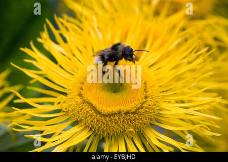 Telekia speciosa. Bourdon sur Bupthalmum speciosum fleur. Fleur jaune. Banque D'Images