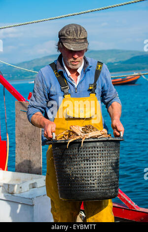 La pêche côtière sur la baie de Cardigan à Aberdovey / Aberdyfi : un pêcheur landing ses prises de crabes araignées , Pays de Galles UK Banque D'Images