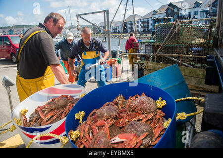 La pêche côtière à Aberystwyth : pêcheurs ayant leurs captures hebdomadaires de la Baie de Cardigan et le homard crabe pesés par un concessionnaire avant d'être chargées sur un camion, à l'exportation vers l'Espagne et le Portugal. Banque D'Images