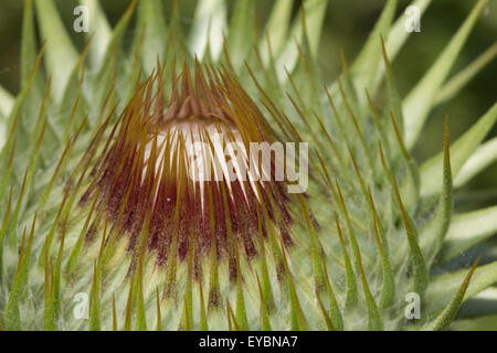 Détails d'une Macro l'Asteraceae tête. Banque D'Images