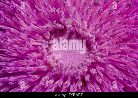 Détails d'une Macro purple thistle Asteraceae pleine de cellules de pollen. Banque D'Images