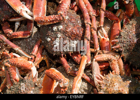 Araignées de mer pêchés dans la baie Cardigan Wales UK Banque D'Images