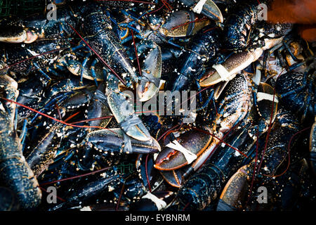 Un panier de produits frais et fraîchement pêché le homard de la Baie de Cardigan au débarquement, au Pays de Galles UK Banque D'Images