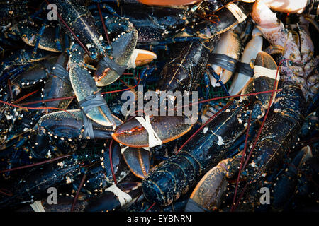 Un panier de produits frais et fraîchement pêché le homard de la Baie de Cardigan au débarquement, au Pays de Galles UK Banque D'Images