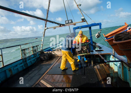 La pêche côtière dans la baie Cardigan : deux pêcheurs au travail du débarquement des captures hebdomadaires de homard et de crabe sur le pont d'un petit bateau de pêche qui travaille à Aberystwyth, Ceredigion Harbour West Wales UK Banque D'Images