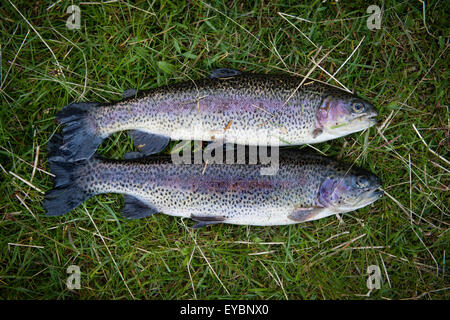 Deux truites arc-en-ciel fraîchement capturés à l'aide de tige et de bobine à Dinas pêche, Ceredigion Mid Wales UK Banque D'Images