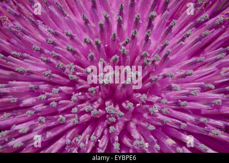 Chef d'un chardon onopordon acanthium mauve pleine de pollen. Banque D'Images