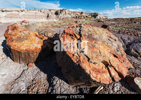 Parc National de la Forêt Pétrifiée, Arizona Banque D'Images