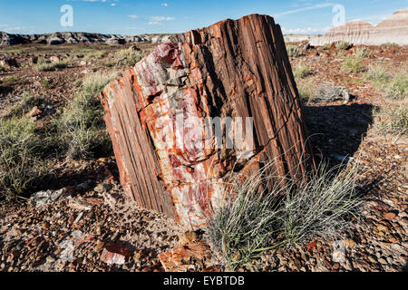 Le bois pétrifié, Parc National de la Forêt Pétrifiée, Arizona Banque D'Images