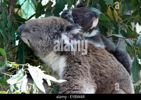 (Tidbinbilla Nature Reserve, Australie---24 décembre 2013) une femme avec un bébé koala joey sur son dos à Tidbinbilla Nature Banque D'Images