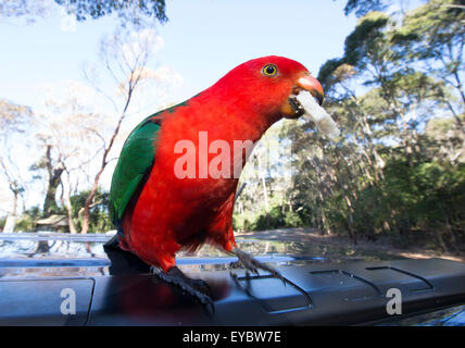 (Galets, Murramarang National Park, Australie---21 juin 2015) Australian King Parrot (alisterus scapulaires) manger du pain. Banque D'Images