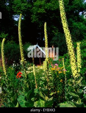 Beaulieu House and Gardens, Drogheda, Co Louth, Ireland ; tours de Verbascum en été Banque D'Images