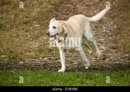 13 ans Labrador jaune jaune, de cèdre, de l'exécution dans un parc à Issaquah, Washington, USA Banque D'Images