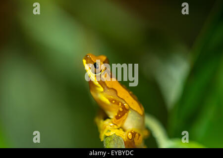 Un sablier grenouille d'arbre au Costa Rica Banque D'Images