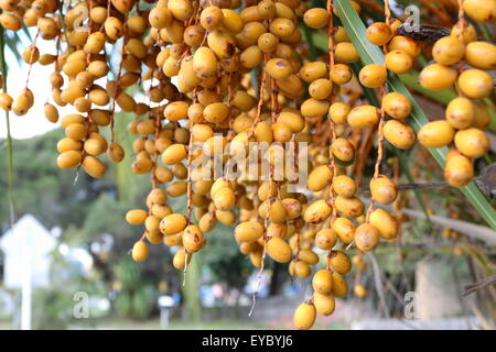 Butia capitata ou également connu sous le nom de palm tree fruits sur Pindo Banque D'Images