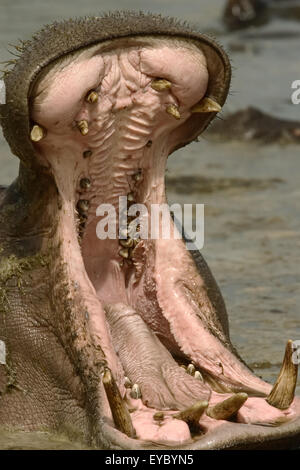 Hippopotame (Hippopotamus amphibius) avec la bouche ouverte, essayant d'établir un territoire. Banque D'Images