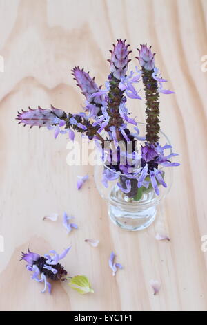 L'apocyn Plectranthus caninus, Colues canina fleurs dans un verre sur une planche en bois Banque D'Images